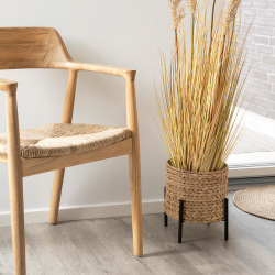 Pflanzenschutz, Wasserhyazinthe